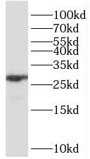 CHTOP Antibody - BSA Free