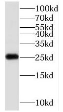 C1orf50 Antibody - BSA Free