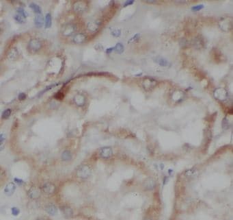 C1orf50 Antibody - BSA Free