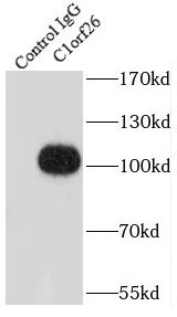 SWT1 Antibody - BSA Free