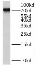INAVA Antibody - BSA Free