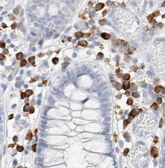 INAVA Antibody - BSA Free