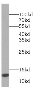 QIL1 Antibody - BSA Free