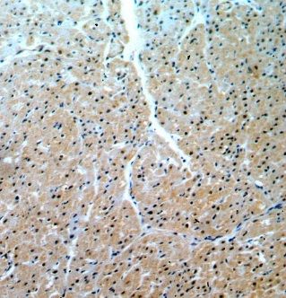 MGC2803 Antibody - BSA Free