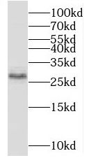 MGC2803 Antibody - BSA Free