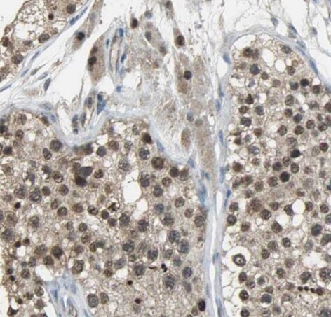 IZUMO4 Antibody - BSA Free