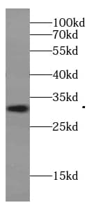 IZUMO4 Antibody - BSA Free