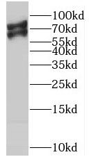 Mic1 Antibody - BSA Free