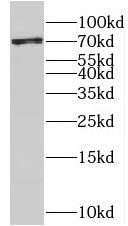 NCBP3 Antibody - BSA Free