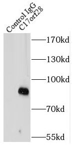 HID1 Antibody - BSA Free