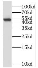LIN10 Antibody - BSA Free