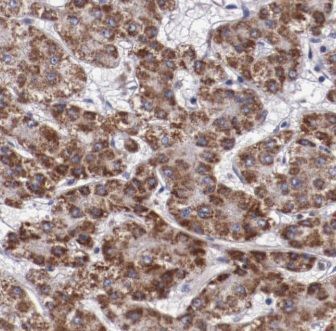 LIN10 Antibody - BSA Free