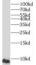 CMC2 Antibody - BSA Free