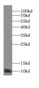 FAM195A Antibody - BSA Free