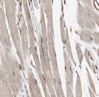 C14orf39 Antibody - BSA Free