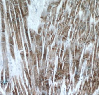MP68 Antibody - BSA Free
