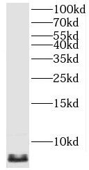 MP68 Antibody - BSA Free