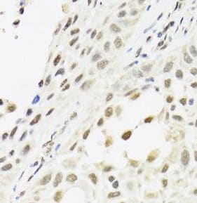 CLE7 homolog Antibody - BSA Free