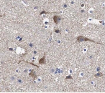 HSD29 Antibody - BSA Free