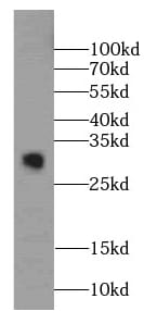 PGL2 Antibody - BSA Free