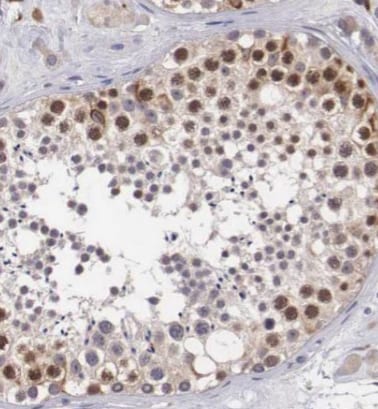 PGL2 Antibody - BSA Free