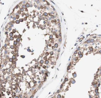 CFAP300 Antibody - BSA Free