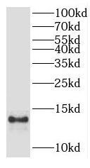 AAMDC Antibody - BSA Free