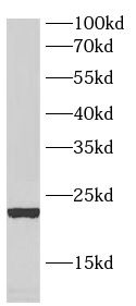 ANAPC15 Antibody - BSA Free