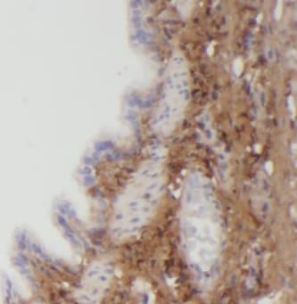 ANAPC15 Antibody - BSA Free