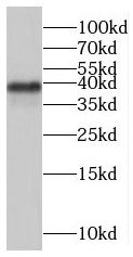 spatial Antibody - BSA Free