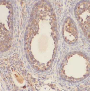 BTG4 Antibody - BSA Free