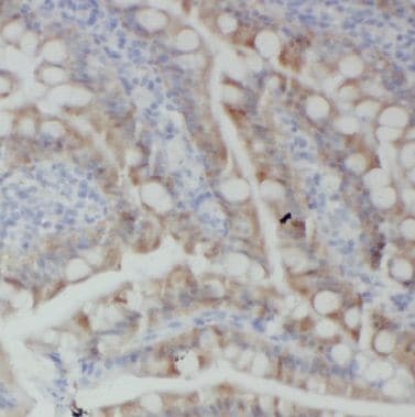 BTG2 Antibody - BSA Free