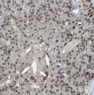 BTG1 Antibody - BSA Free