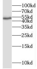 BRUNOL6 Antibody - BSA Free