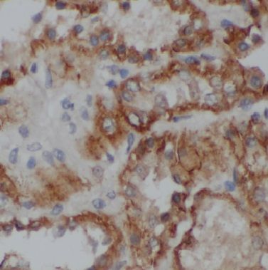 BRUNOL6 Antibody - BSA Free