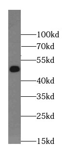 BRUNOL5 Antibody - BSA Free