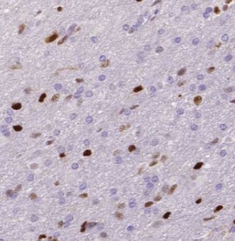 BRUNOL5 Antibody - BSA Free