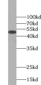 BRF2 Antibody - BSA Free