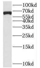 Begain Antibody - BSA Free