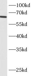 BCO2 Antibody - BSA Free
