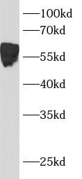 Bcl3 Antibody - BSA Free