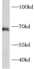BCAS1 Antibody - BSA Free