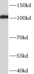 BBX Antibody - BSA Free