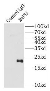 ARL6 Antibody - BSA Free