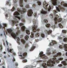 BANP Antibody - BSA Free