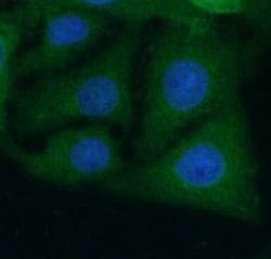 BAIAP3 Antibody - BSA Free