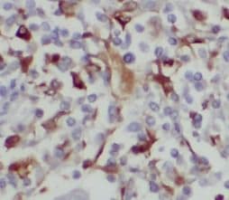 BAGE4 Antibody - BSA Free