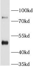 BAAT Antibody - BSA Free