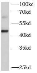 beta-1,4-Galactosyltransferase 2/B4GalT2 Antibody - BSA Free
