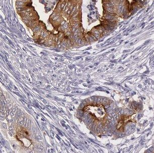 B3GALTL Antibody - BSA Free